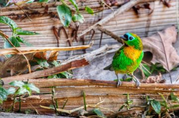 Um passarinho me contou… que Nova Friburgo é o paraíso do birdwatching