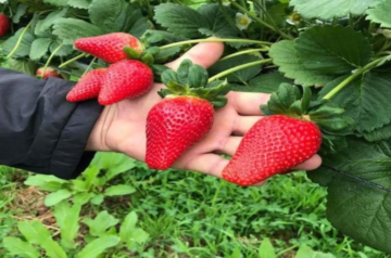 Morangos do Toddy em Nova Friburgo: Passeio Rural no Meio dos Morangos